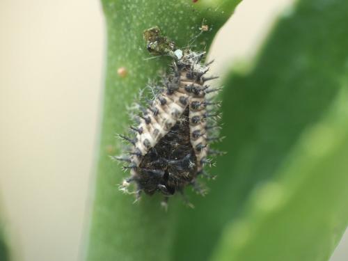 Réf. 262 444 : Chilocorus renipustulatus